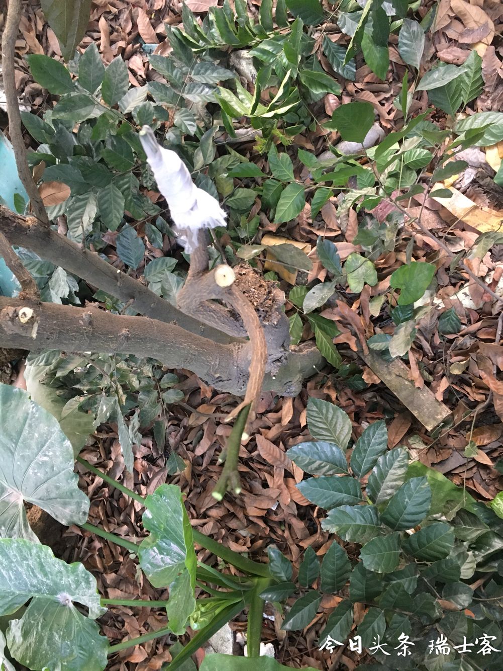 黄皮果种植技术早熟,三年黄皮树能结几斤果