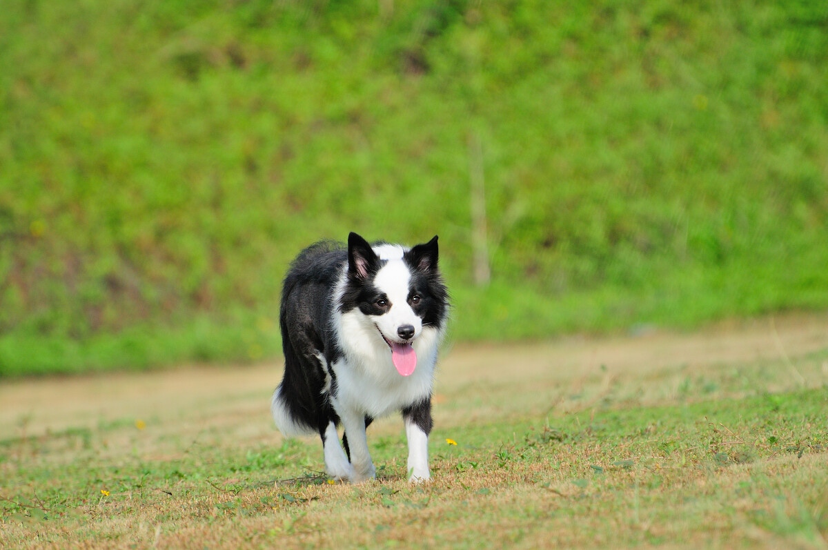 养狗还是要养两只,养狗是养一条好还是养两条好