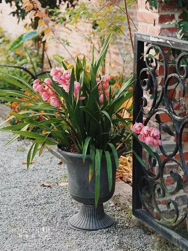 过年家里摆什么植物好,家里过年要摆几样水果