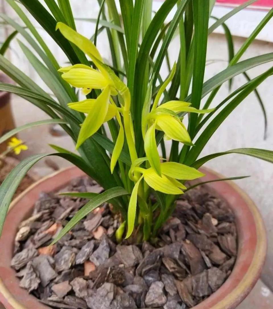 兰花上盆后怎样判断它服盆成活了,秋季兰花上盆方法