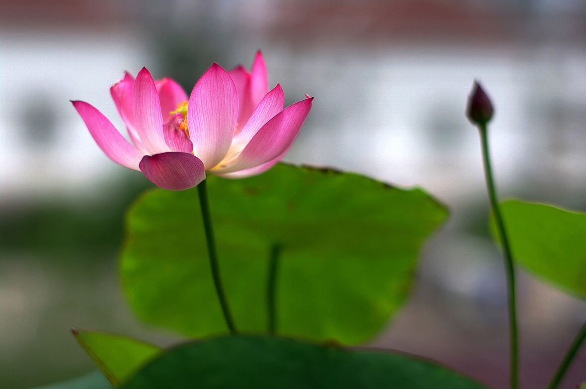 碗莲种植方法水培好还是泥土种好,11月份能用碗莲种子种碗莲吗