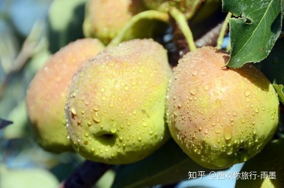 *疆新**瓜果攻略最好的季节配最美味的水果