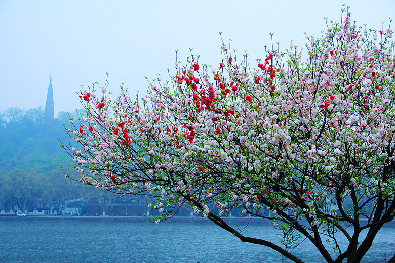 中国诗词大会董卿咏梅,诗词大会第四季第七场董卿开场白