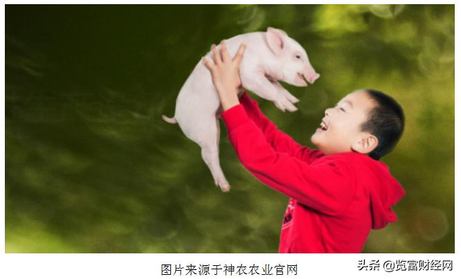 神农农业IPO：冲刺关键期被爆行贿秒变“浪尖上的猪”