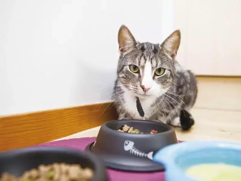 猫一次喂多少ml葡萄糖怎么喂,养猫知识关于喂猫常见的4个误区