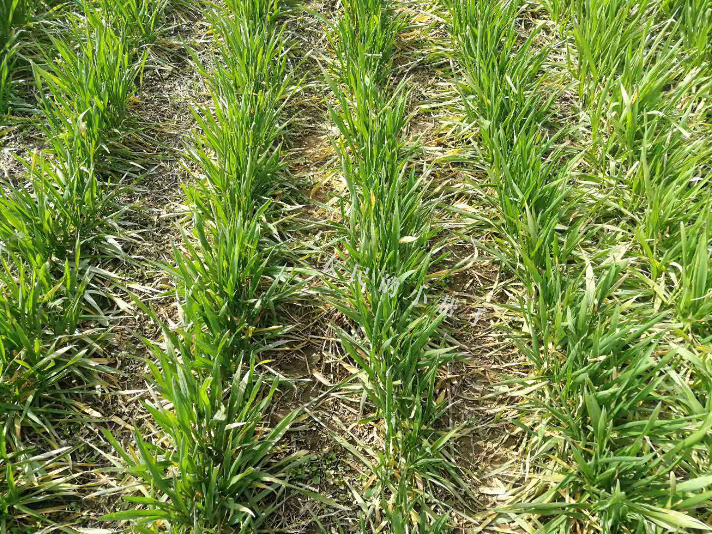 小麦返青慢的原因,小麦种子出芽慢是怎么回事