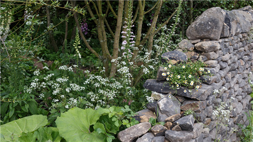 切尔西花展举办,2020年切尔西花展抢先看