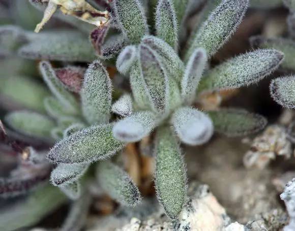 几款好看又好养的多肉,好养且易爆盆的多肉