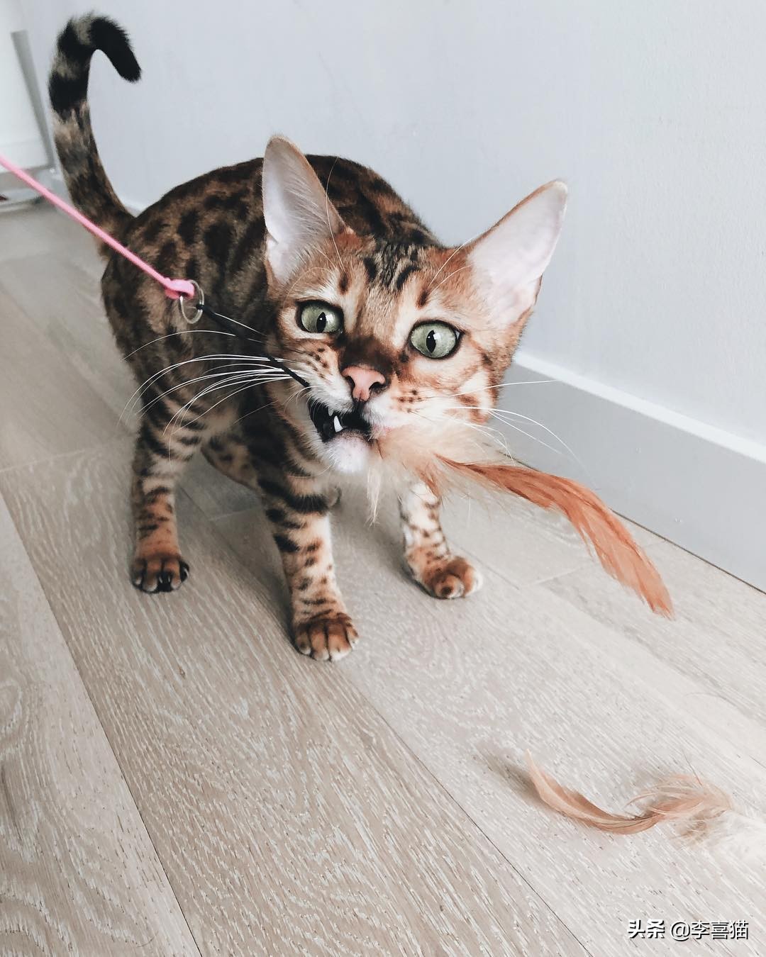 辟谣：不是只有狗狗会藏东西，猫咪一旦鸡贼起来什么玩具都能玩丢