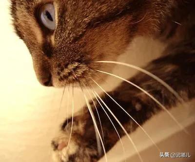 猫的胡须掉了还能长出来吗,猫的胡须能剪掉吗