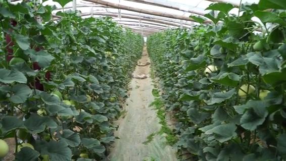 种植什么香瓜品种好吃又甜,怎样种香瓜产量高还甜和大