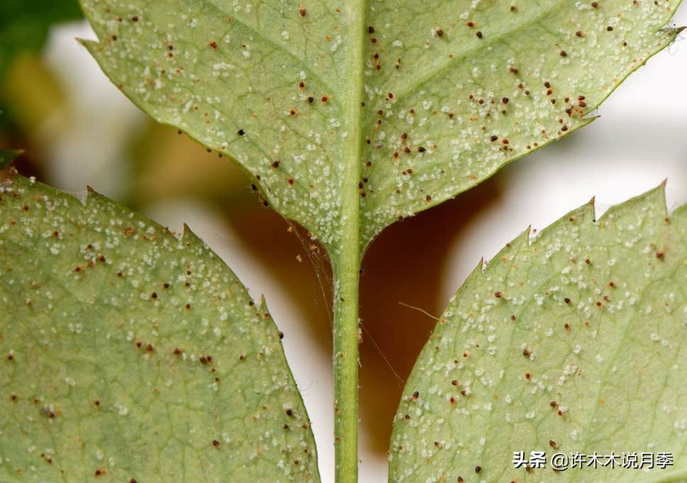 月季病害高清图,12种月季常见病害图解