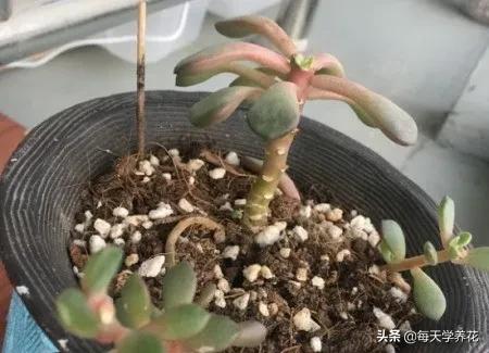 多肉红宝石怎样才能变多头,红宝石多肉怎么修剪侧芽