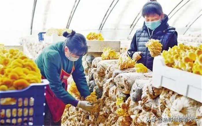 新鲜黄金菇多少钱一斤,黄金菇产量最多的菌包