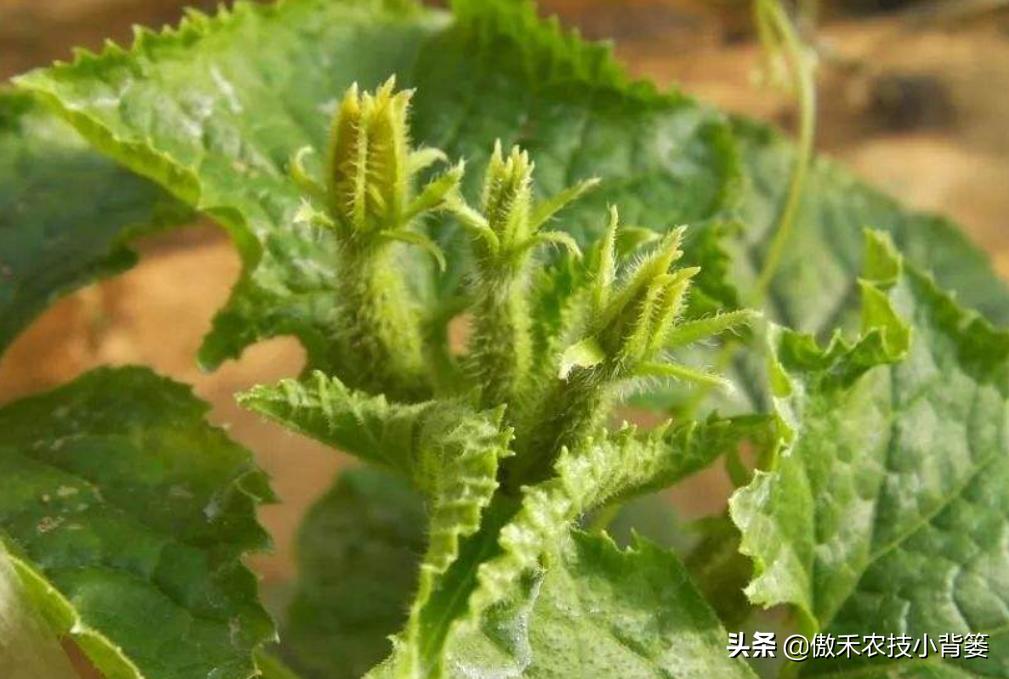 黄瓜还没结就花打顶了怎么办,黄瓜出现花打顶的原因和防治措施