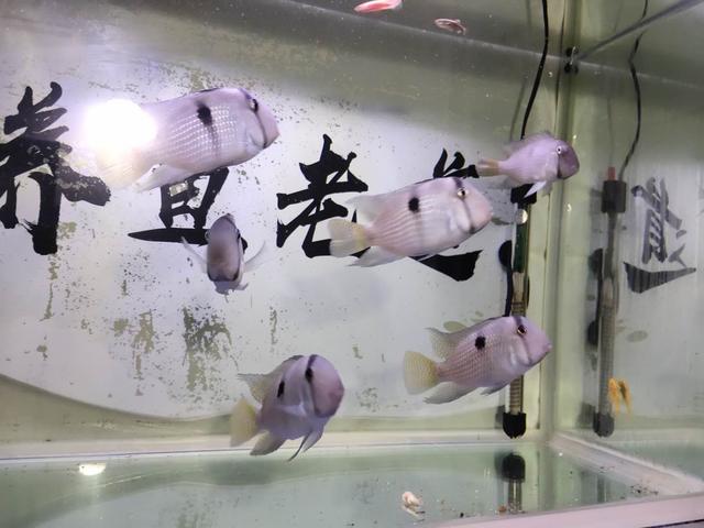 鱼缸加热用什么材质好,鱼缸加热管用多大合适