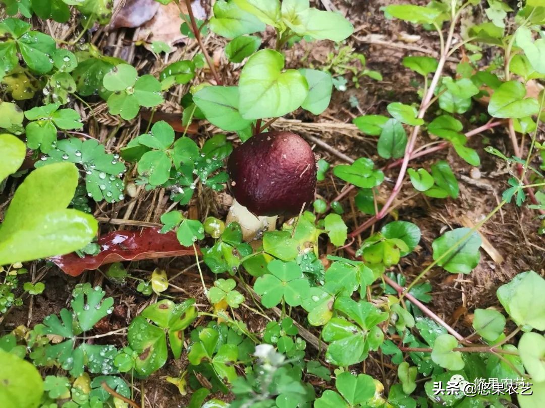 种蘑菇怎么样,松林里面如何种蘑菇