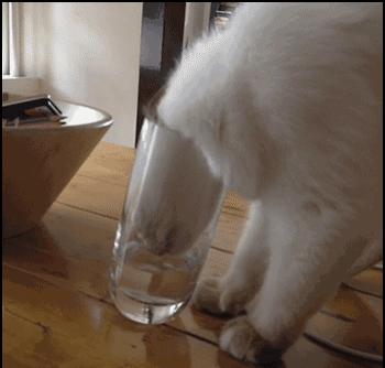 猫有一点点流血是来大姨妈,猫子宫流血是怎么回事