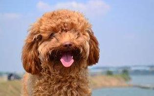 泰迪狗怕热吗夏天,泰迪犬残酷的真相