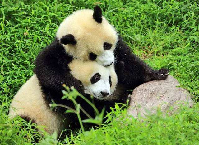 成都出发西岭雪山自驾游,西岭雪山离成都多少公里