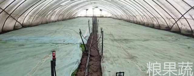 水稻种发芽遇高温会怎样,水稻发芽了怎么补救