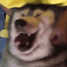 怎样判断铲屎官好坏,铲屎官的鉴定方法视频