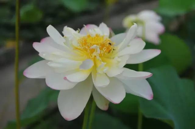 今天分享几十种荷花品种图鉴,荷花品种大全及名称图片