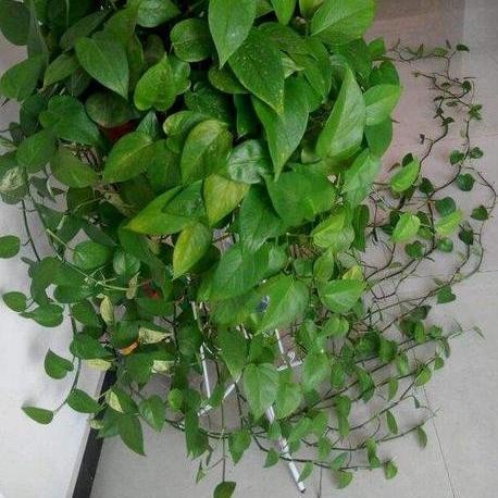 绿萝怎么养叶片长得快,绿萝的叶子养来养去越来越小