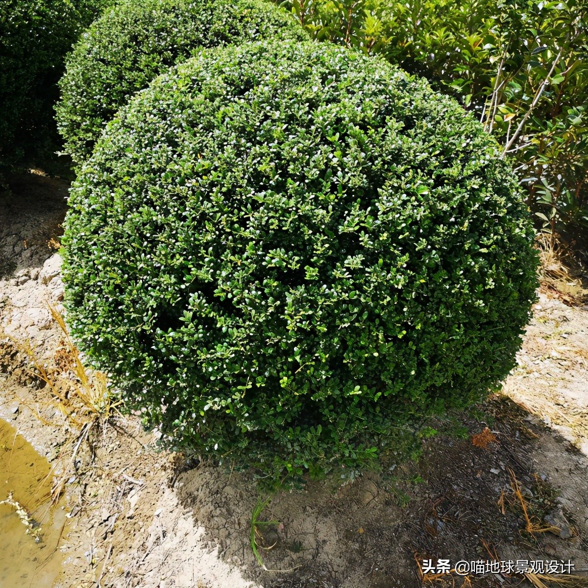 灌木球类植物,灌木植物种类及图片
