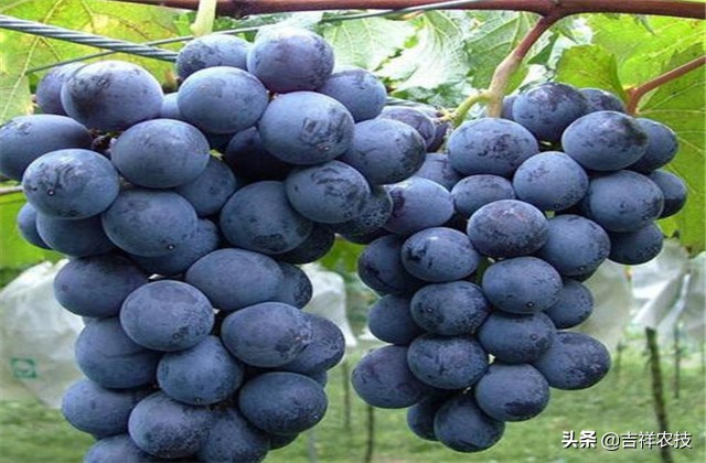 巨峰葡萄种植技术和管理,巨峰葡萄栽培技术全过程