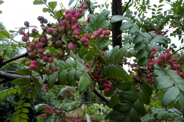 清香木掉叶子怎么补救,清香木掉叶子了怎么办呢