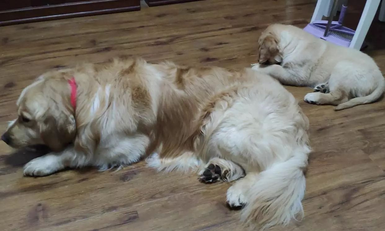 养犬指南怀孕狗狗的照顾方法,宠物狗怀孕后怎么护理它