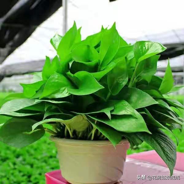 绿萝叶子稀疏只长藤,如何让绿萝叶子保持油亮翠绿