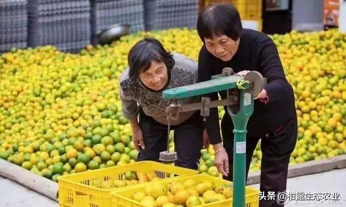 柑橘行情不好时如何卖农药,柑橘销售难对策建议