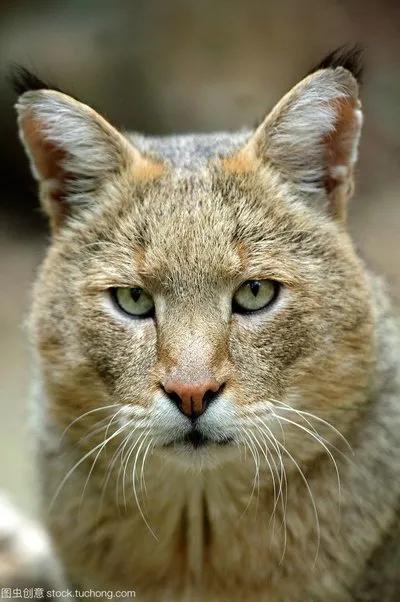 国家一级保护动物图片大全大图,国家一级保护动物一共有多少种