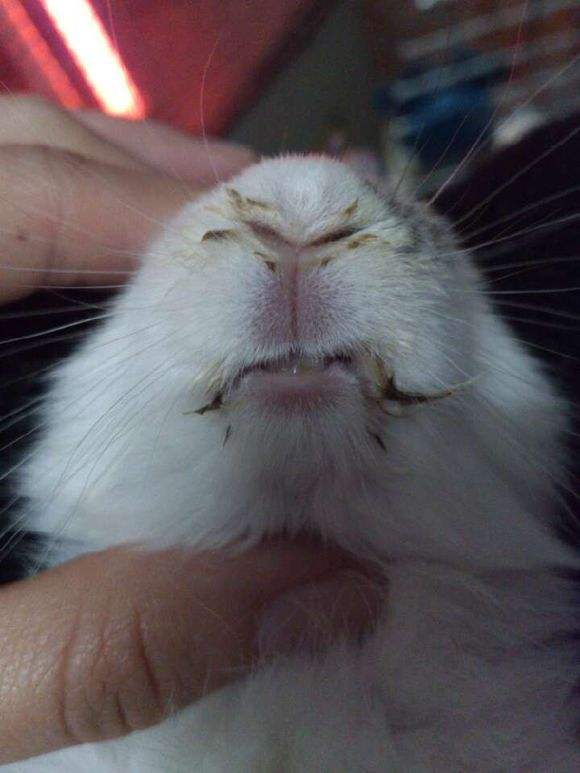 兔巴氏杆菌病用什么疫苗,幼兔如何预防和治疗巴氏杆菌