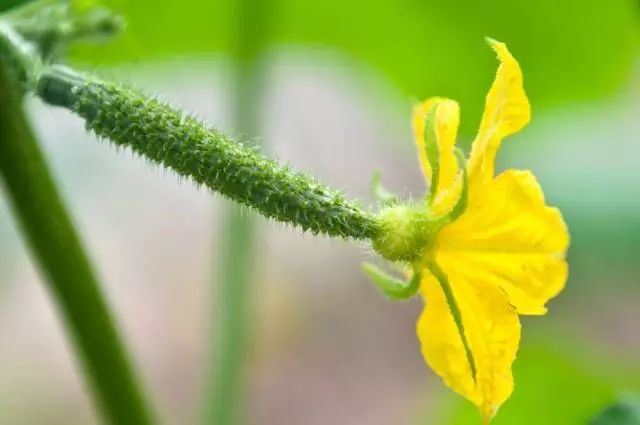 阳台黄瓜的种植如何保水保肥,阳台黄瓜怎么浇水多长时间浇一次