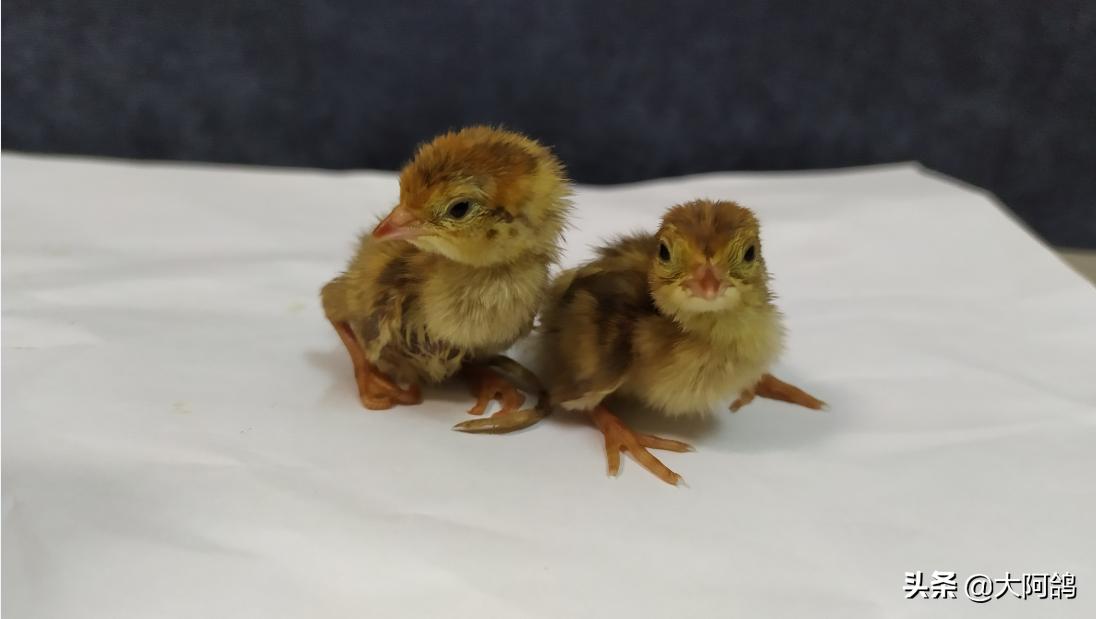 自制鹌鹑蛋简易孵化器,如何不用孵化器简单孵化鹌鹑蛋