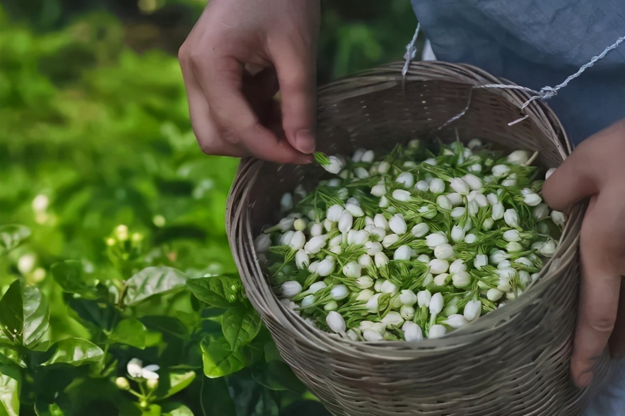 张一元和吴裕泰哪家乌龙茶好,张一元和吴裕泰哪家茶叶筒好