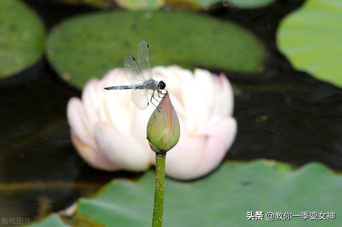 飞鸟尽良弓藏狡兔死走狗烹朱元璋,狡兔死走狗烹敌国破谋臣亡的意思