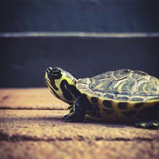 乌龟腐皮的症状是怎么样,乌龟腐皮好了皮肤是什么样