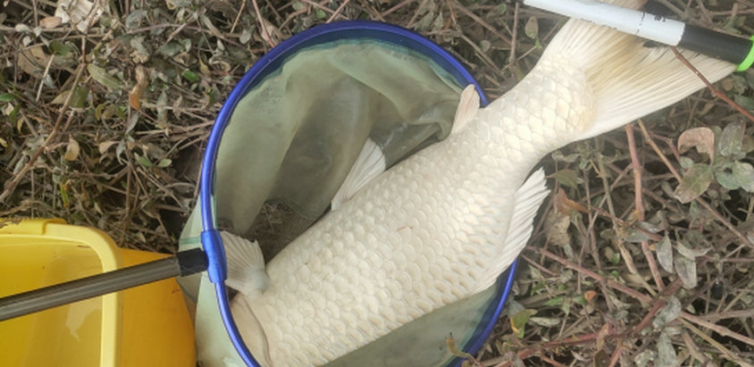 钓友钓到超大黄条鰤,顺德东平河钓白鲢