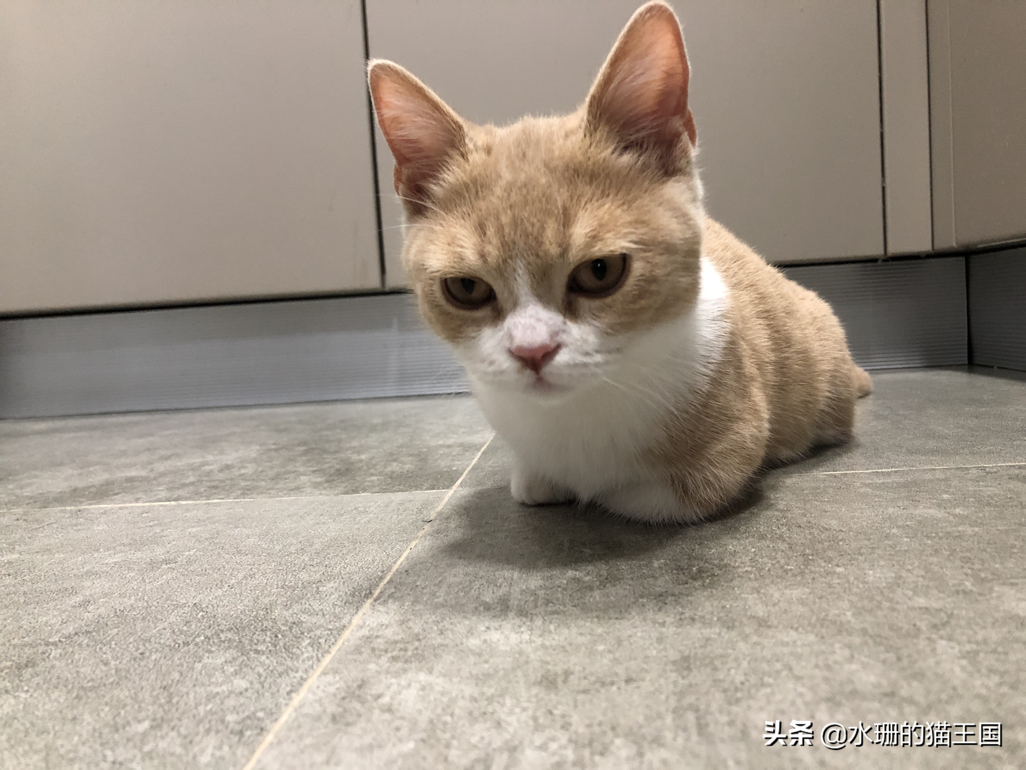 猫后腿有点瘸一碰就疼没有外伤,猫腿瘸了怎么判断骨折