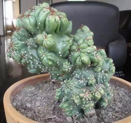 山影拳仙人山养护,山影拳培养方法