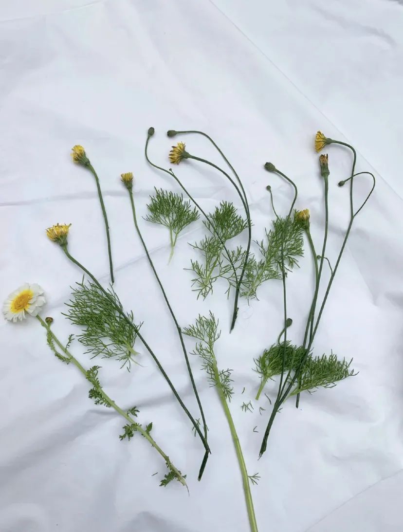 这些比高定还稀缺的单品,居然不用花一分钱