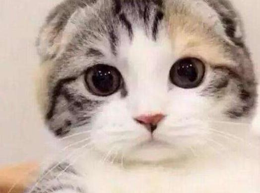 猫咪跳蚤怎么彻底清除,猫咪有跳蚤洗澡能洗掉吗