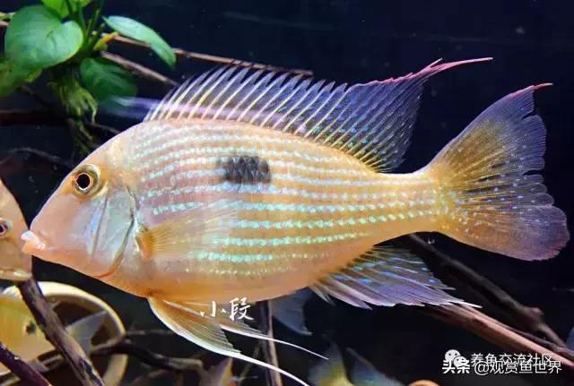 食土鲷一般多大尺寸,食土鲷哪个品种小一点