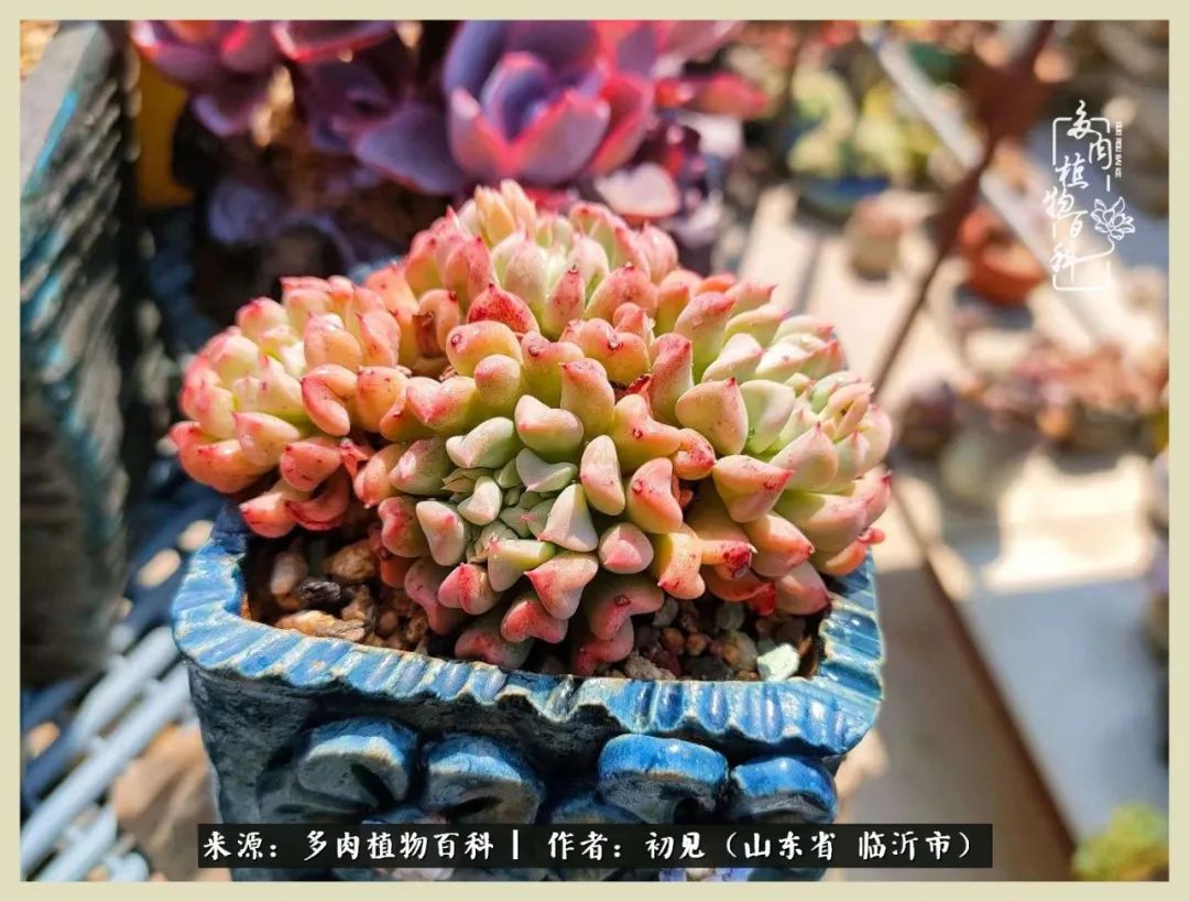 和多肉植物相伴,和多肉相处的心情