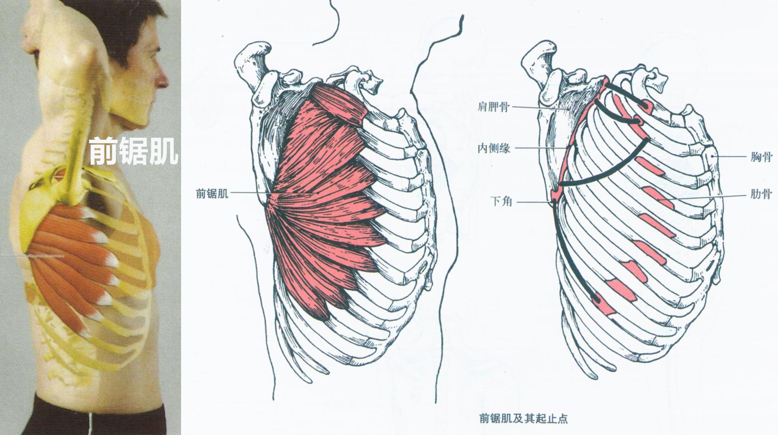 体态大师翼状肩胛要沉肩吗,体态大师翼状肩胛错误动作