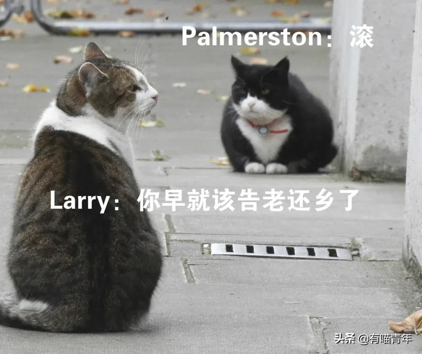 英国第一御猫,英国第一猫拉里视频